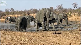 Amazing Scenes with Hippo, Buffalo \u0026 Birthday Elephant, Limpopo