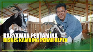 Kambing Alpen Impor Penghasil Susu Terbanyak Harga 30 Juta