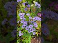 5 fall garden flowers blooming today 🌻 #garden #flowers