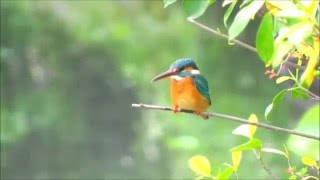 翠鳥短片集錦(台北植物園)