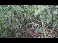 Great Argus (Argusianus argus) in Bukit Lawang, North Sumatra, Gunung Leuser National Park