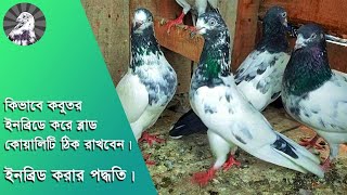 যেভাবে #ইনব্রিড করে ব্লাডলাইন সংরক্ষণ করবেন....