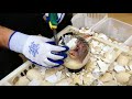 ⭕️ Artificial assistance for ostrich hatching#Live&Streaming🦤