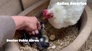 El Doctor Abreu Los resultados del gallo que cambió de pluma de negro a blanco