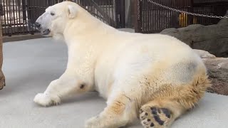 【しろくまピース】ちょっと考えながらゴロ〜ン✨とべ動物園にて