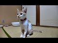 【猫旅館】部屋に遊びに来た子猫と遊ぶ