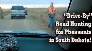 "Road Hunting" Pheasants in South Dakota! Upland Bird Stalking Ring Necks