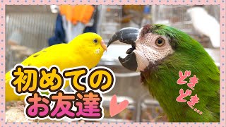 １５歳で初めてのお友達が出来たインコ。