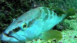 串本新港赤灯波止の水中映像　すごい魚