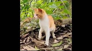 snake attacks cat #shortscatsvideos #respekt #animals #shot #cat