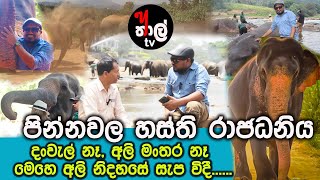 pinnawala ali anathagaraya | පින්නවල හස්ති රාජධානිය | sanjara kumara rathnayaka | Elephant |