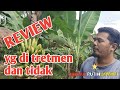 REVIEW BUAH PISANG DI TRETMEN KUSUS DAN TIDAK SAMA SEKALI