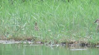 オオジシギ20200730米子水鳥公園MVI 7291