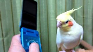 笑点を歌うオカメインコのだりちゃん