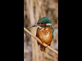 Kingfisher / Eisvogel Part 3 - Wildlife Photography Shorts