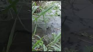 #short video পানিতে জাল দিয়ে জাতি নাগিন সাপ ধরা জালের ভিতরে সাপের খেলা