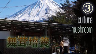 マイタケを袋詰めして冷やす【原木栽培】