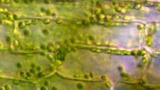 Cyclosis in Elodea