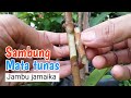 Cara sambung mata tunas jambu jamaika,step by step mudah dipahami-Sunardi bibit channel