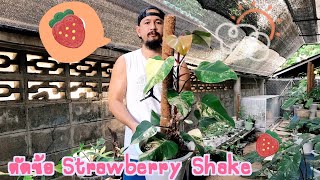 Philodendron strawberry shake ตัดข้อ ชำ พร้อมอัพเดทผล