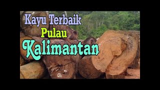 WAJIB TAHU !! Inilah 6 kayu KALIMANTAN yang terkenal di indonesia