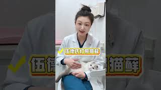 告別貓癬困擾：四招加速康復，讓你的貓咪重拾健康！If you have cat ringworm, you’ll get better faster if you do these 4 things