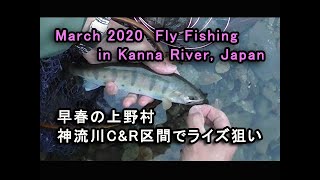 早春の神流川Ｃ＆Ｒ区間でライズ狙い／March 2020 Fly Fishing in Kanna River, Japan