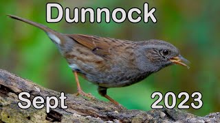 Dunnock - Sept 2023