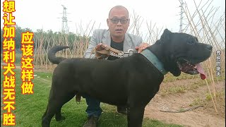 想让“狂暴战士”加纳利犬战无不胜？应该这样做