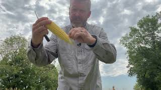 Corn Pollination Ear Checks