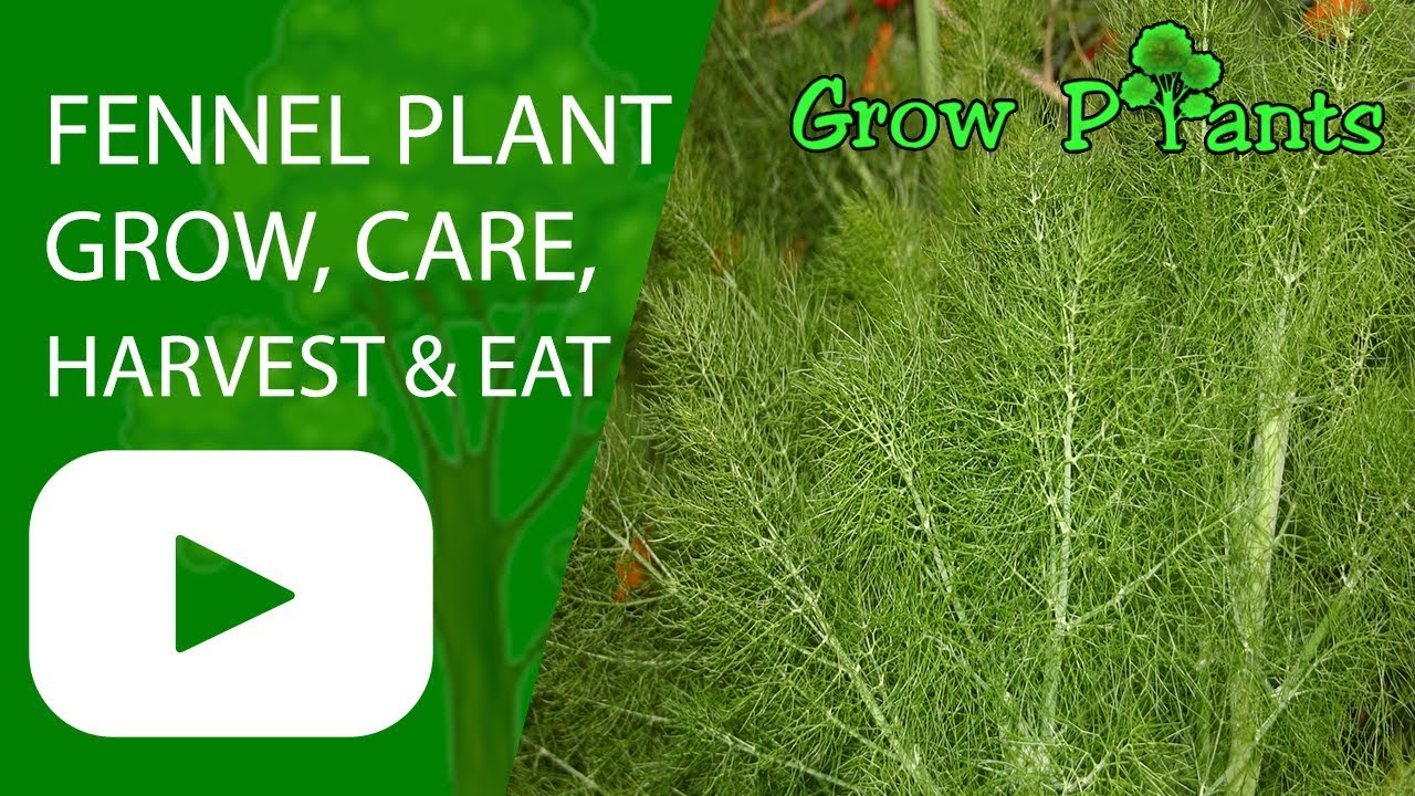 Fennel Plant - Growing, Care, Harvesting And Eat - YouTube