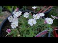 zaluzianskya ovata night phlox one of the most fragrant plants best scented flowers for usda 8