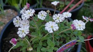 Zaluzianskya ovata, Night Phlox, one of the most fragrant plants/best scented flowers for USDA 8