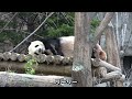 2022 3 29 シャオシャオとレイレイは樹の上　折れた枝で無邪気に遊ぶ　　giant panda xiao xiao u0026 rei rei shin shin li li