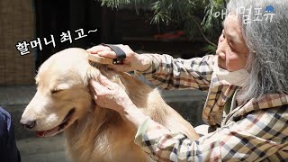 기억을 잃어가는 할머니와.. 그런 할머니가 너무 좋은 개 손주 리트리버🐶 | KBS 류수영의 동물티비 210619 방송