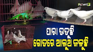 ସତରେ କଣ ରାତିରେ ଉଡନ୍ତି ପାରା? ହଁ ଉଡନ୍ତି..ଏଠାରେ ଦେଖିବାକୁ ମିଳିଛି ଏପରି ଭିନ୍ନ ଦୃଶ୍ୟ