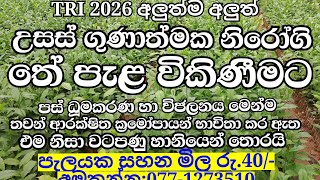 උසස් තත්වයේ තේ පැල/පැලයක මිල රු.40/-