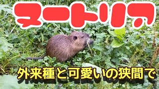 外来種として生きているヌートリアに出会って思う事　ヌートリアについて