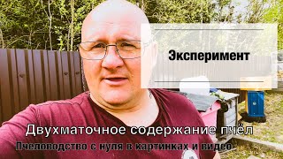 Двухматочное содержание пчёл в двух корпусах улья Дадан на 12 рамок.