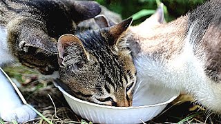 酷暑日に野良猫親子にカルカン(kalkan)とシーバ(Sheba)を給餌 子猫は母猫が現れると逃げたが最後は仲良く一緒に食べてた 感動猫動画 EOSR5