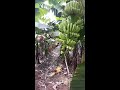 the growth of banana 香蕉成长过程