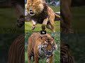 tiger vs lion tiger lions mynewshort