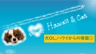 【日本猫＆キャバリア犬】可愛い2匹がサラリーマン＆OLに！！第57話「犬ＯＬ，ハワイからの帰国⓵」