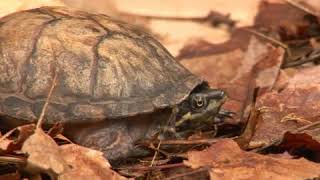 Common Musk Turtle Facts