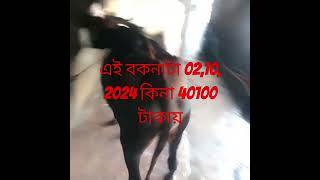 উত্তরবঙ্গের বিখ্যাত গরুর হাট খোসা বাড়ির হাট