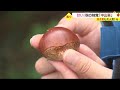 「焼き栗本当美味！」伊予市の山間に実りの秋　ブランド「中山栗」旬迎える【愛媛】 23 09 22 18 55