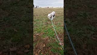 マルチーズ 空ちゃん 公園散歩