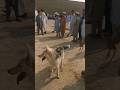 Special dog#shorts #youtubeshorts #dogsound#barking #animal