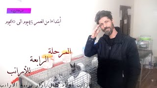 المرحلة الرابعة - مرحلة التسمين و إعداد السلالة