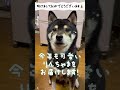 明けましておめでとうございます🎍今年もお願いします！ dog sibainu 柴犬 柴犬と暮らす 新年の挨拶